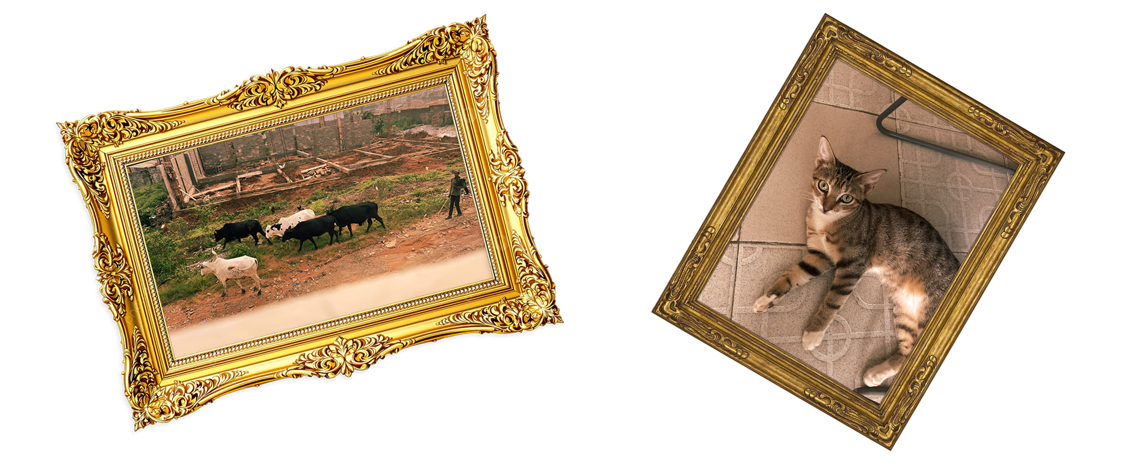 framed pictures of bulls and a cat