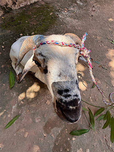 little sheep guy